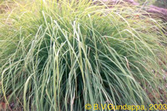 Cymbopogon flexuosus